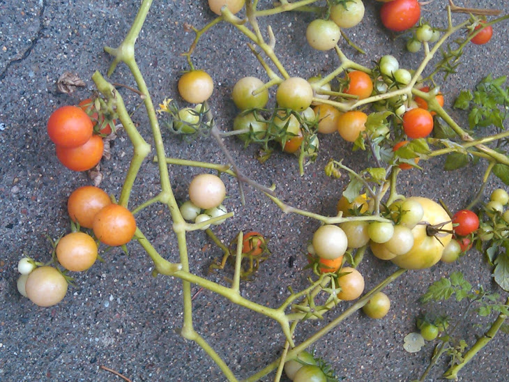 Fried Green Cherry Tomatoes Recipe