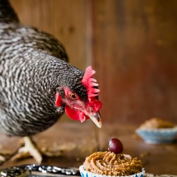 Cupcakes for Chickens